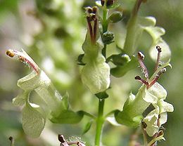 Miškinis berutis (Teucrium scorodonia)