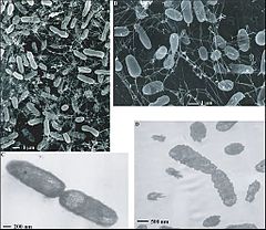 Description de l'image Thermophile bacteria.jpg.