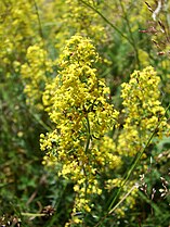 Īstā madara (Galium verum)