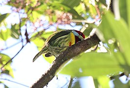 Versicolored Barbet (Eubucco versicolor).jpg