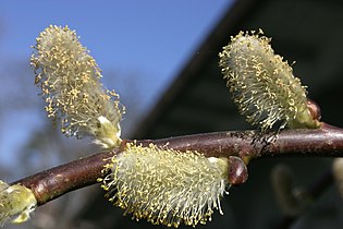 Willow Catkins