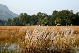 Parc national de Bandhavgarh, Madhya Pradesh.