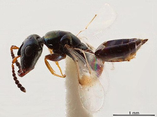 Acerocephala atroviolacea