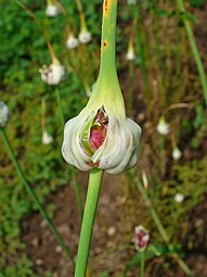 Bulbilles florales.