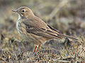 American Pipit