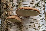 Thumbnail for File:Berkenzwam (Piptoporus betulinus) (d.j.b.) 04.jpg