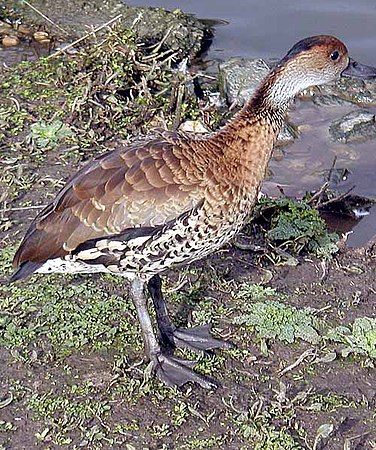 Kariba arbanaso Dendrocygna arborea