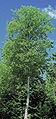 Betula alleghaniensis (symbole sylvicole)