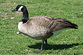 Branta canadensis (cat.)