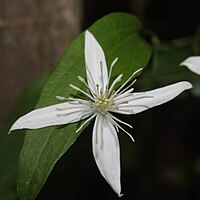 花の細部、4枚の白色の萼片は全開する