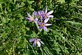 Ciof dla ronia (colchicum autumnale) sun Mont de Sëuc.