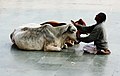 Hindou en prière face à une vache sacrée.