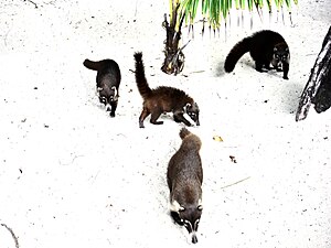 Cozumel coati family at Fury Beach. Mexico