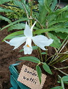 Dendrobium wattii