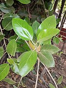 Ficus benghalensis 3.jpg