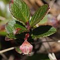 釣鐘型の花