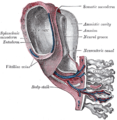 Model of human embryo 1.3 mm long.