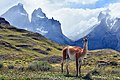 "Guanaco_Patagonico.jpg" by User:Georgibulgaro