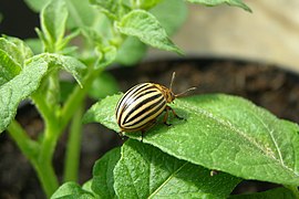 Imago of Colorado potato beetle on leaf.jpg