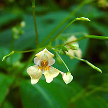 Impatiens parviflora.jpg