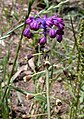 Leopoldia bicolor