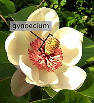 Άνθος από την Magnolia × wieseneri, όπου φαίνονται οι πολλοί ύπεροι, που σχηματίζουν το gynoecium εις το μέσον του άνθους.