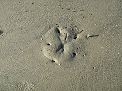 Bolacha-da-praia durante a baixa-mar em Hilton Head Island.