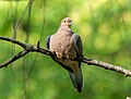 Image 22Mourning dove perched in Prospect Park, Brooklyn