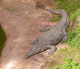 Nile Crocodile (Crocodylus niloticus) in the Safari, Tel Aviv - Ramat Gan Zoological Center