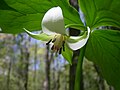 Cỏ duyên linh hoa rủ (Trillium cernuum) là loại cỏ phù du mùa xuân khá phổ biến trong đồng rừng tại vùng ôn đới ở Bắc Mỹ và châu Á.