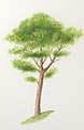 Pinus halepensis tree