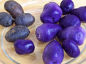 Boiled Potatoes (Vitelotte) (shucked and not)