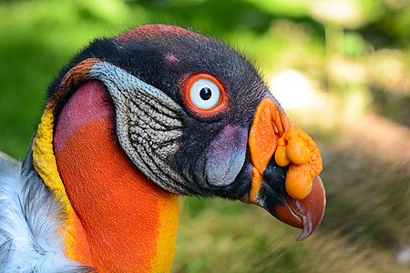 King vulture, by Fiorellino