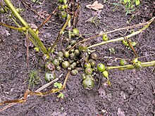 Viruszieke plant van 'Parel'