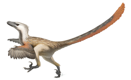 A Velociraptor mongoliensis rekonstrukciója