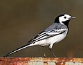 Motacilla alba alba (Motacillidae)