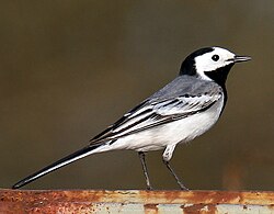 Baltā cielava (Motacilla alba)