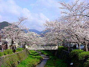 一の坂川 2007年4月3日撮影