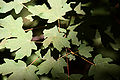 Leaves, Zion NP, Utah