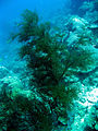 Antipathes dichotoma o coral negro.