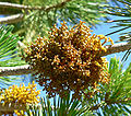 Arceuthobium cyanocarpum rostoucí na borovici ohebné (Pinus flexilis)