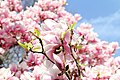 de:Magnolienhain (Aschaffenburg) im Frühjahr 2017