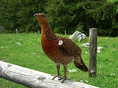 Photographie en couleurs d'un oiseau sur du bois avec une clairière en arrière-plan.