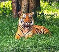 Tigre de Bengala que viu també al manglar a Bangladesh