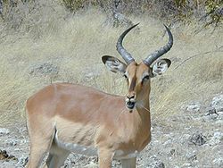 En sortmasket impala i Etosha nationalpark