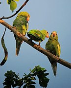 Brotogeris versicolurus Periquito aliblanco Canary-winged Parakeet (8253169552).jpg