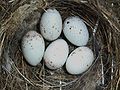 Ñeru con güevos de Carduelis chloris.