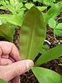 Clintonia uniflora