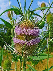 Dipsacus fullonum 002.JPG