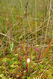 Drosera x obovata-Lengener Meer-2004.jpg